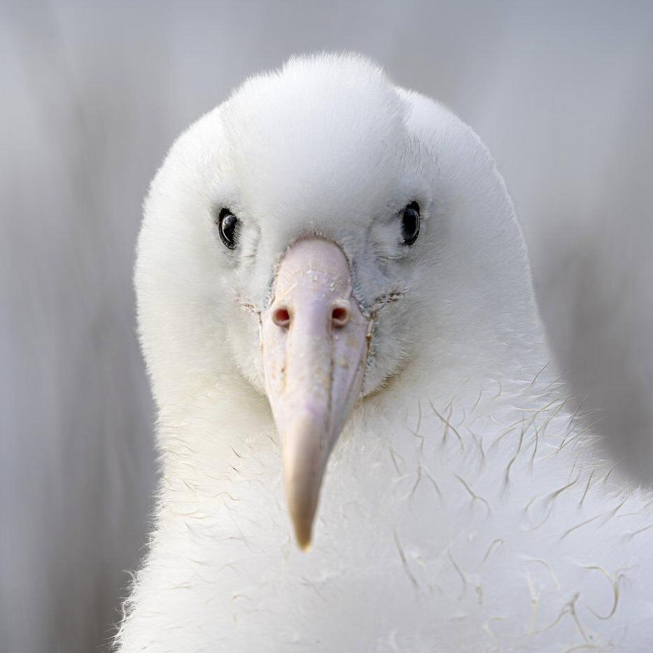 An albatross couple shares egg duty in this captivating low-drama reality show